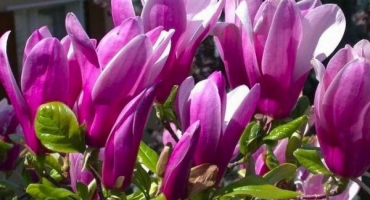 Popis a charakteristika odrůdy susan magnolia, výsadba a péče